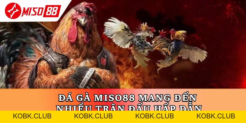 Đá Gà Miso88 – Đấu Trường Trực Tuyến Đẳng Cấp Cho Dân Sư Kê - kobk.club