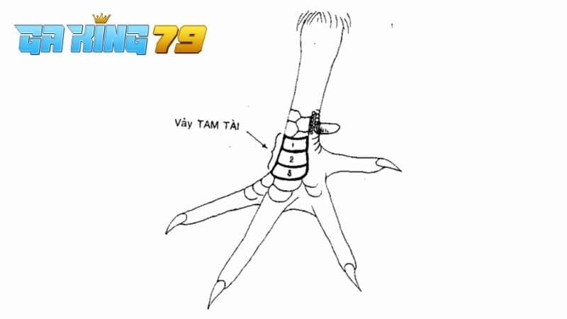 Vảy Tam Tài - Các Dạng Vảy, Cách Nhận Biết Và Ưu Điểm - kobk.club