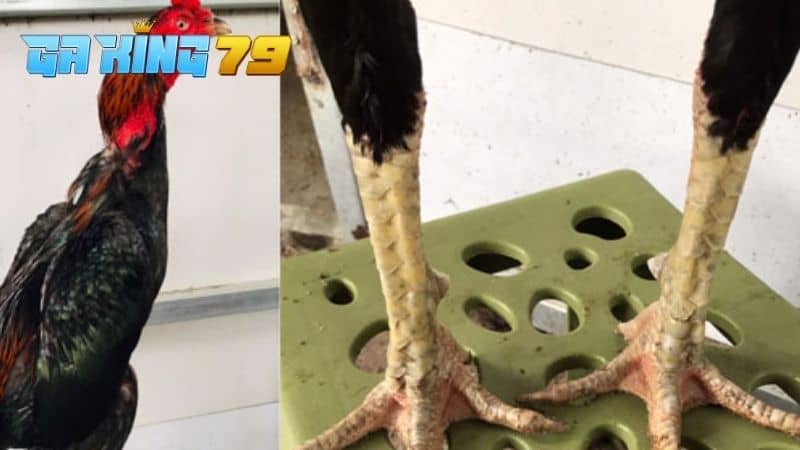 Gà Tía - Tìm Hiểu Dòng Gà Được Nhiều Sư Kê Săn Đón Để Thi Đấu - kobk.club