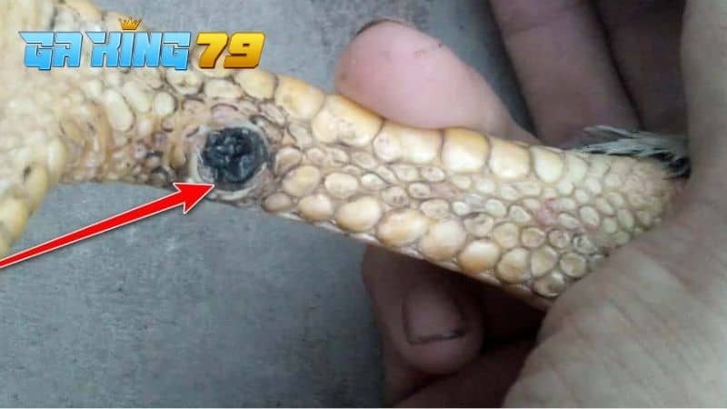 Gà Đá Bị Gãy Cựa - Hướng Dẫn Cách Điều Trị Giúp Gà Nhanh Chóng Thi Đấu - kobk.club