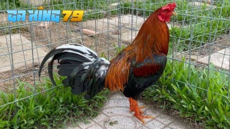 Ép Ký Gà Đá - Cách Giảm Cân Hiệu Quả Mà Gà Vẫn Sung Mãn, Đá Tốt - kobk.club