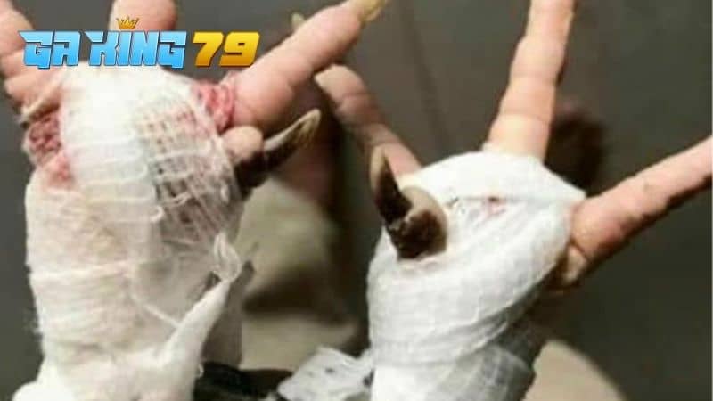 Gà Bị Ké Chậu - Cách Điều Trị Hiệu Quả Và Các Biện Pháp Phòng Ngừa - kobk.club