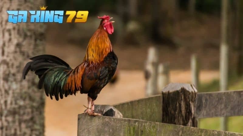 Gà Đá Ít Gáy - Tìm Hiểu Nguyên Nhân Và Cách Điều Trị - kobk.club