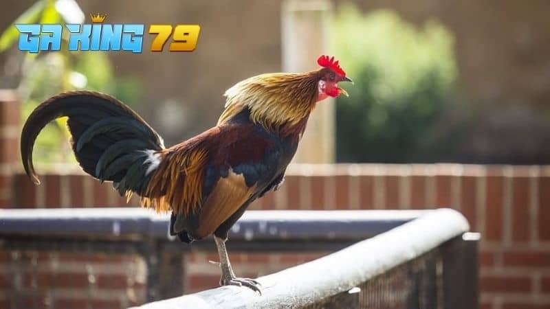 Gà Đá Ít Gáy - Tìm Hiểu Nguyên Nhân Và Cách Điều Trị - kobk.club