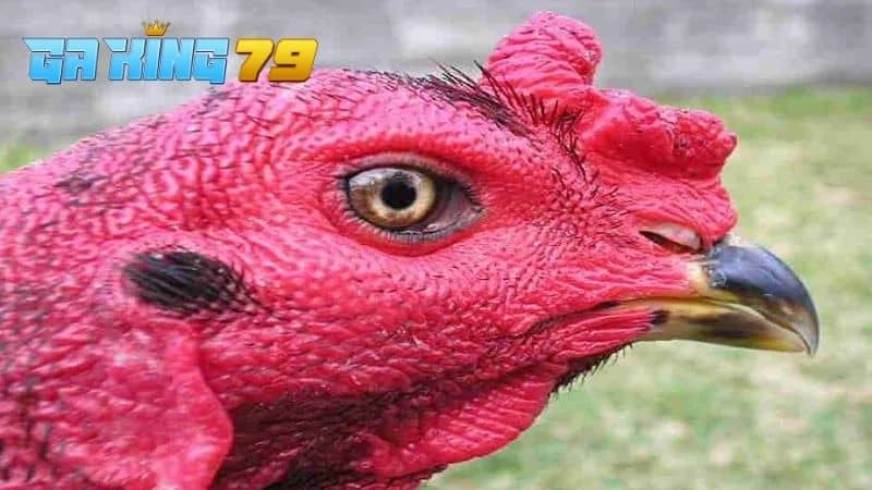 Gà Tía - Tìm Hiểu Dòng Gà Được Nhiều Sư Kê Săn Đón Để Thi Đấu - kobk.club