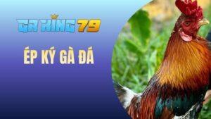 Blog Đá Gà - Chia Sẻ Kinh Nghiệm Và Kiến Thức Đá Gà Đúng Chuẩn - kobk.club