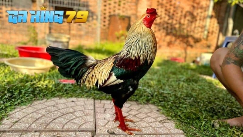 Ép Ký Gà Đá - Cách Giảm Cân Hiệu Quả Mà Gà Vẫn Sung Mãn, Đá Tốt - kobk.club