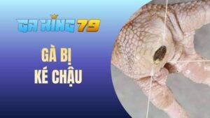 Blog Đá Gà - Chia Sẻ Kinh Nghiệm Và Kiến Thức Đá Gà Đúng Chuẩn - kobk.club