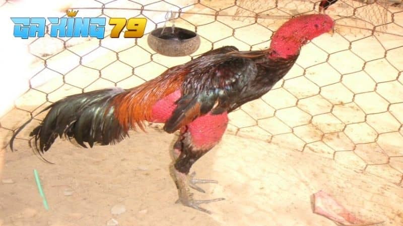 Gà Bị Lậu Đế - Tìm Hiểu Nguyên Nhân Và Cách Điều Trị Hiệu Quả - kobk.club