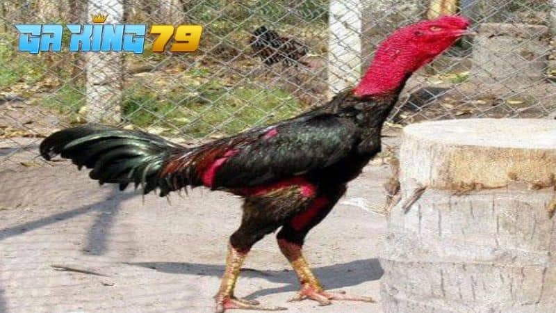 Gà Bị Lậu Đế - Tìm Hiểu Nguyên Nhân Và Cách Điều Trị Hiệu Quả - kobk.club