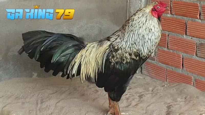 Trại Gà Phúc Bình Dương - Nơi Tạo Ra Chiến Kê Bất Bại Của Ông Vua Gà - kobk.club