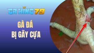 Blog Đá Gà - Chia Sẻ Kinh Nghiệm Và Kiến Thức Đá Gà Đúng Chuẩn - kobk.club