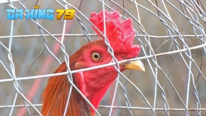 Gà Đá Ít Gáy - Tìm Hiểu Nguyên Nhân Và Cách Điều Trị - kobk.club