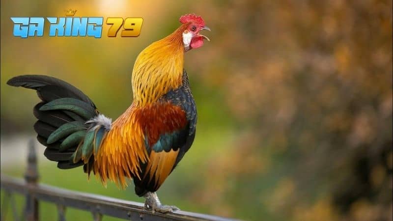 Gà Đá Ít Gáy - Tìm Hiểu Nguyên Nhân Và Cách Điều Trị - kobk.club