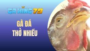 Blog Đá Gà - Chia Sẻ Kinh Nghiệm Và Kiến Thức Đá Gà Đúng Chuẩn - kobk.club