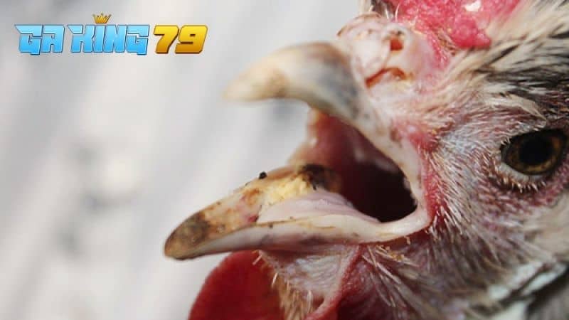 Gà Đá Thở Nhiều - Nguyên Nhân, Hậu Quả Và Giải Pháp Tối Ưu - kobk.club