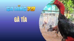 Blog Đá Gà - Chia Sẻ Kinh Nghiệm Và Kiến Thức Đá Gà Đúng Chuẩn - kobk.club