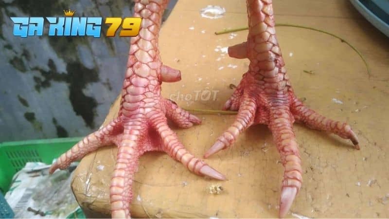 Gà Tía - Tìm Hiểu Dòng Gà Được Nhiều Sư Kê Săn Đón Để Thi Đấu - kobk.club