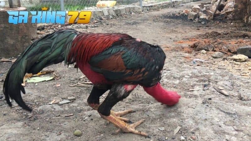 Gà Tía - Tìm Hiểu Dòng Gà Được Nhiều Sư Kê Săn Đón Để Thi Đấu - kobk.club
