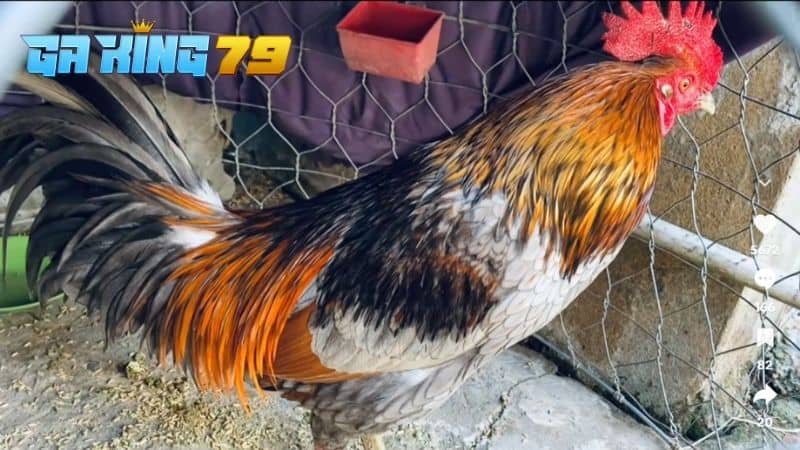 Trại Gà Phúc Bình Dương - Nơi Tạo Ra Chiến Kê Bất Bại Của Ông Vua Gà - kobk.club