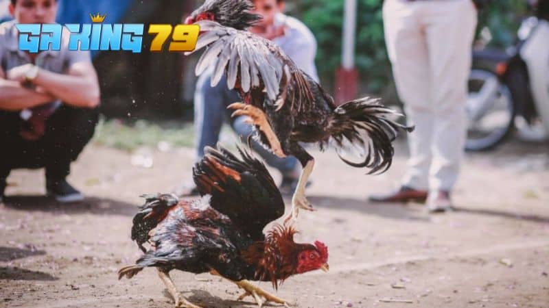 Hướng Dẫn Cách Vần Gà Đá Trở Nên Đá Hay Và Lì Lợm - kobk.club