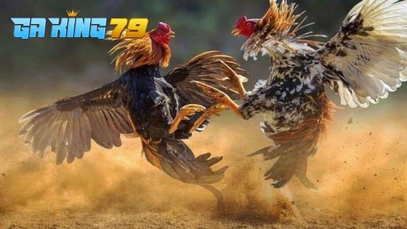 Hướng Dẫn Cách Vần Gà Đá Trở Nên Đá Hay Và Lì Lợm - kobk.club