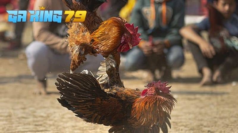 Hướng Dẫn Cách Vần Gà Đá Trở Nên Đá Hay Và Lì Lợm - kobk.club