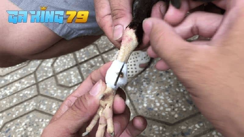 Gà Đá Bị Gãy Cựa - Hướng Dẫn Cách Điều Trị Giúp Gà Nhanh Chóng Thi Đấu - kobk.club