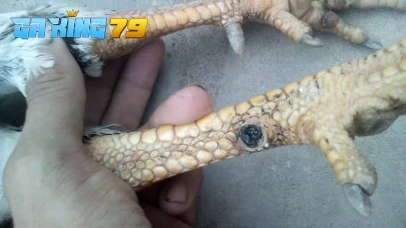 Gà Đá Bị Gãy Cựa - Hướng Dẫn Cách Điều Trị Giúp Gà Nhanh Chóng Thi Đấu - kobk.club