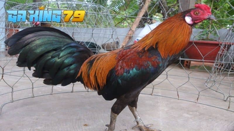 Ép Ký Gà Đá - Cách Giảm Cân Hiệu Quả Mà Gà Vẫn Sung Mãn, Đá Tốt - kobk.club
