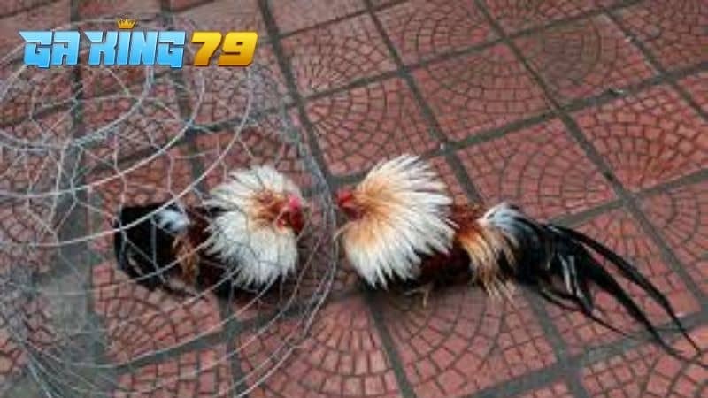 Gà Đá Thở Nhiều - Nguyên Nhân, Hậu Quả Và Giải Pháp Tối Ưu - kobk.club