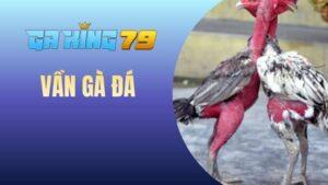 Blog Đá Gà - Chia Sẻ Kinh Nghiệm Và Kiến Thức Đá Gà Đúng Chuẩn - kobk.club