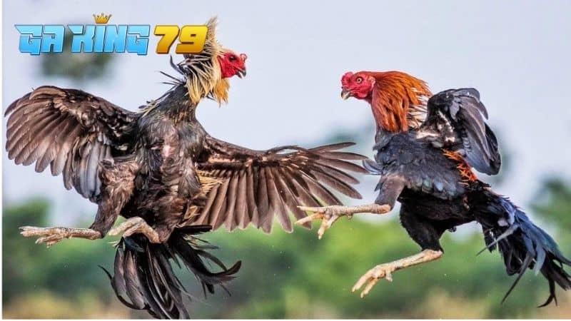 Hướng Dẫn Cách Vần Gà Đá Trở Nên Đá Hay Và Lì Lợm - kobk.club
