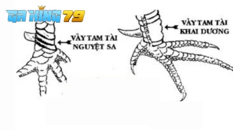 Vảy Tam Tài - Các Dạng Vảy, Cách Nhận Biết Và Ưu Điểm - kobk.club