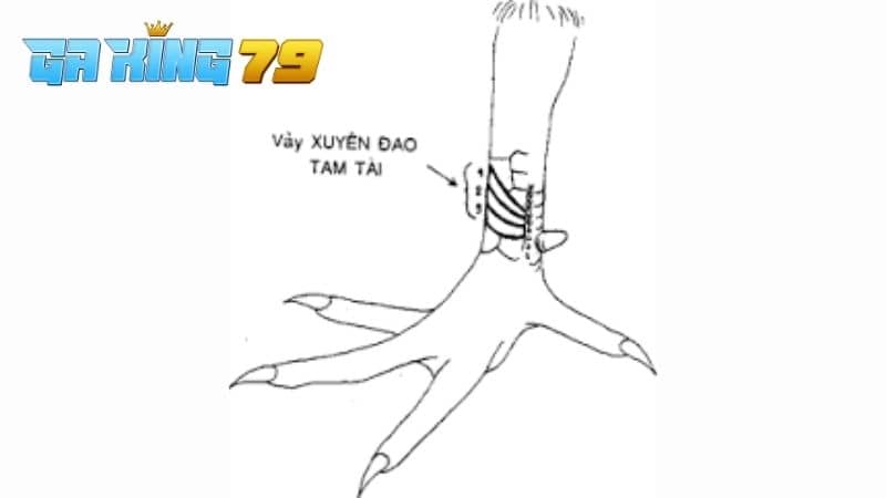 Vảy Tam Tài - Các Dạng Vảy, Cách Nhận Biết Và Ưu Điểm - kobk.club