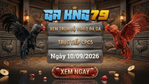 Video Đá Gà CPC5 - Cập Nhật Các Trận Đá Gà Hấp Dẫn Tại Bồ Gà C5 - kobk.club