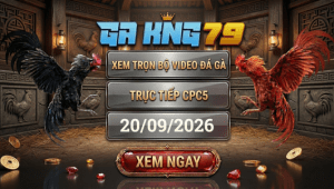 Video Đá Gà CPC5 - Cập Nhật Các Trận Đá Gà Hấp Dẫn Tại Bồ Gà C5 - kobk.club