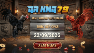 Video Đá Gà CPC5 - Cập Nhật Các Trận Đá Gà Hấp Dẫn Tại Bồ Gà C5 - kobk.club